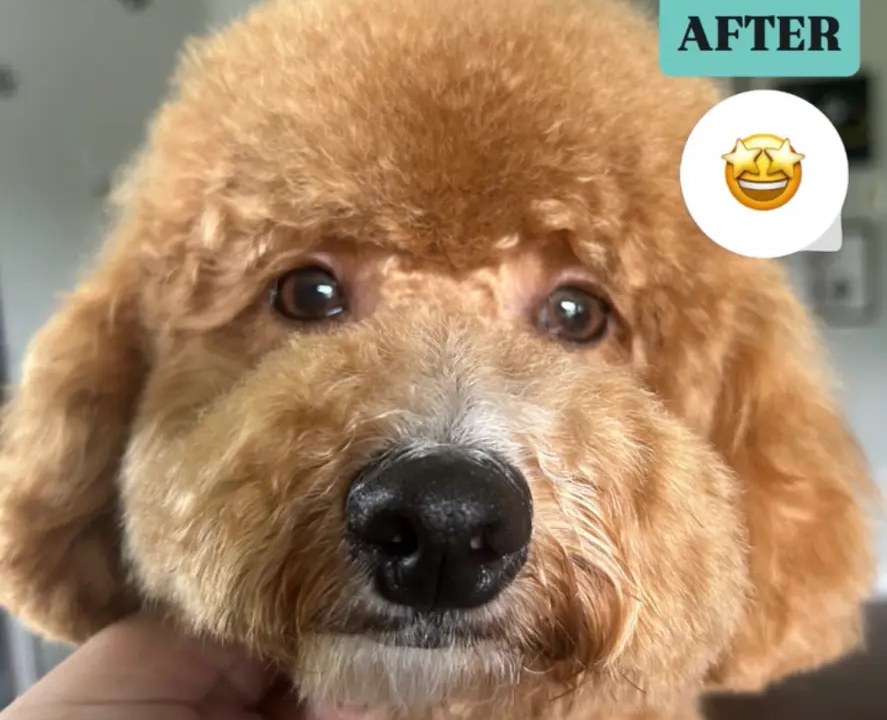 Groomed pup after grooming