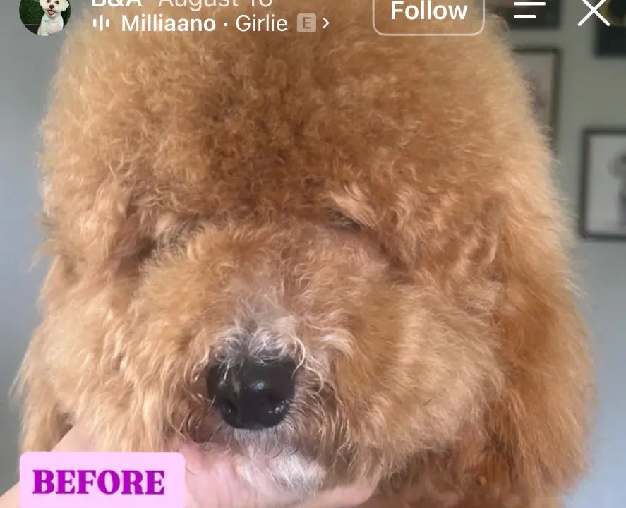 Groomed pup before grooming